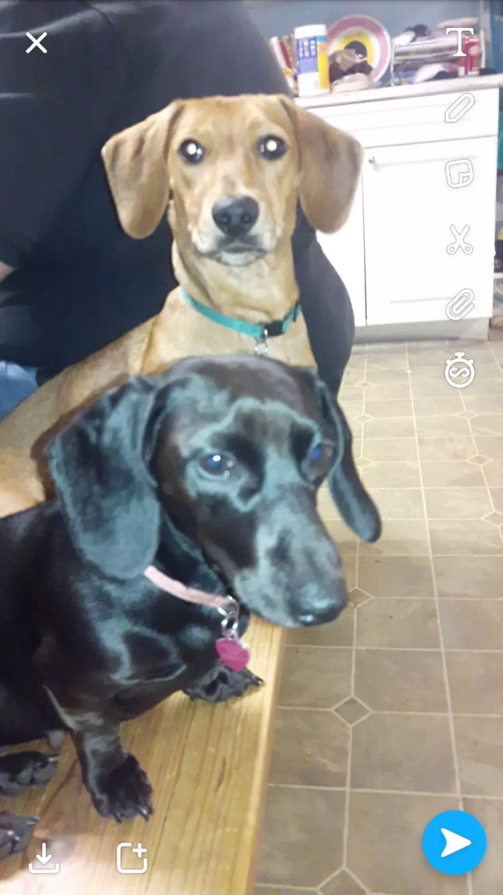 Year of the Dog and Dog(s) of the Week &#8211; Meet Charlee &#038; Bayleigh