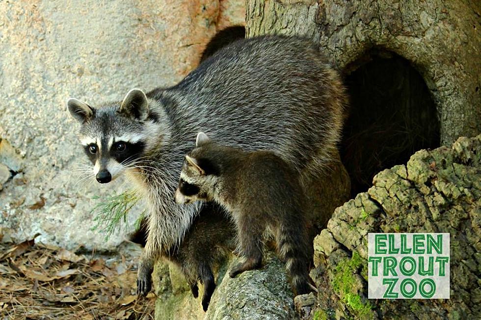 Baby Animals At Ellen Trout Zoo &#8211; Raccoon Kit