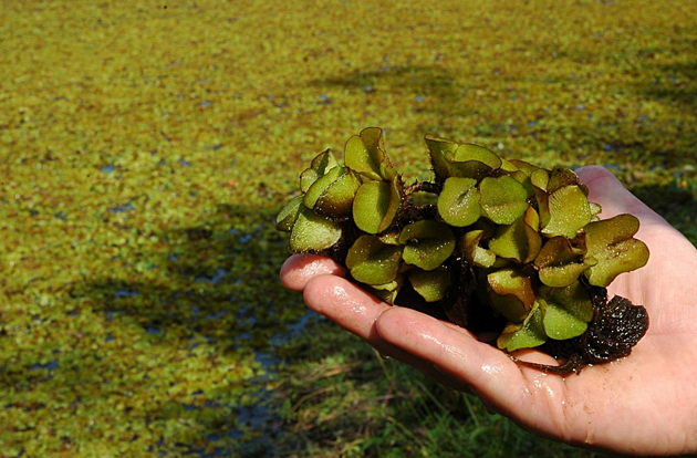 Getting Rid Of Giant Salvinia Is Possible