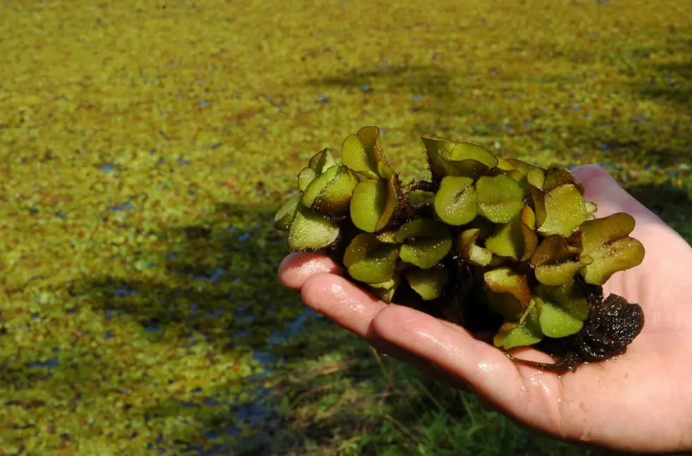 Getting Rid Of Giant Salvinia Is Possible