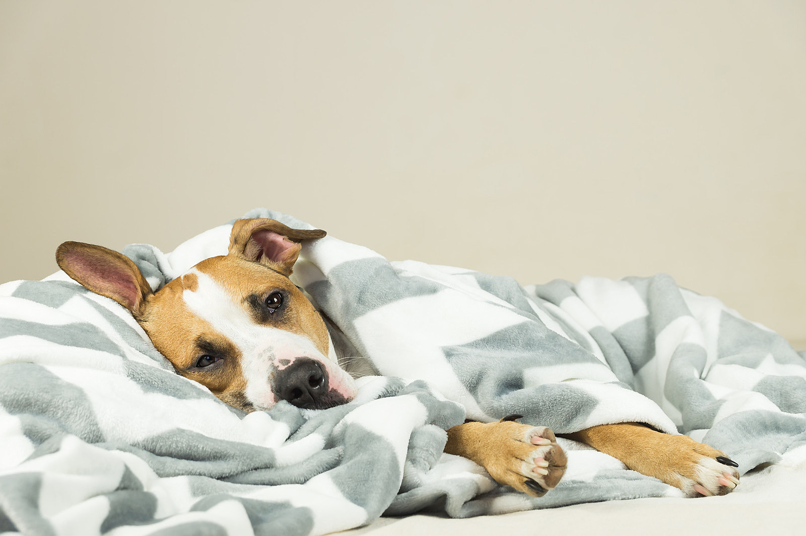 Blanket Drive To Help Keep Lufkin Animal Shelter Pets Warm