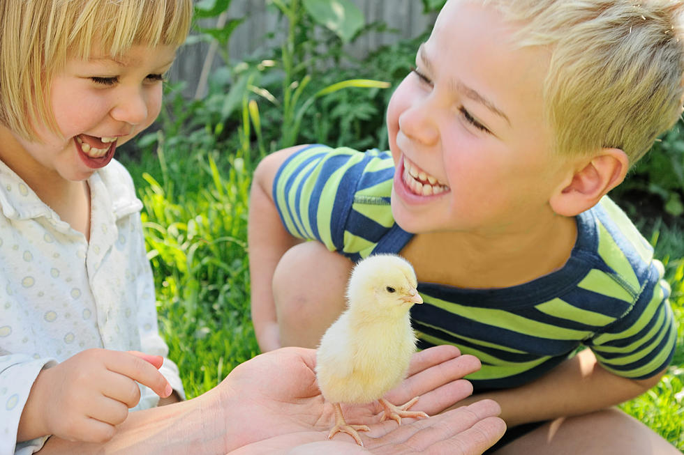 Animal Swap Day At The Angelina County Farmers Market In Lufkin, Texas