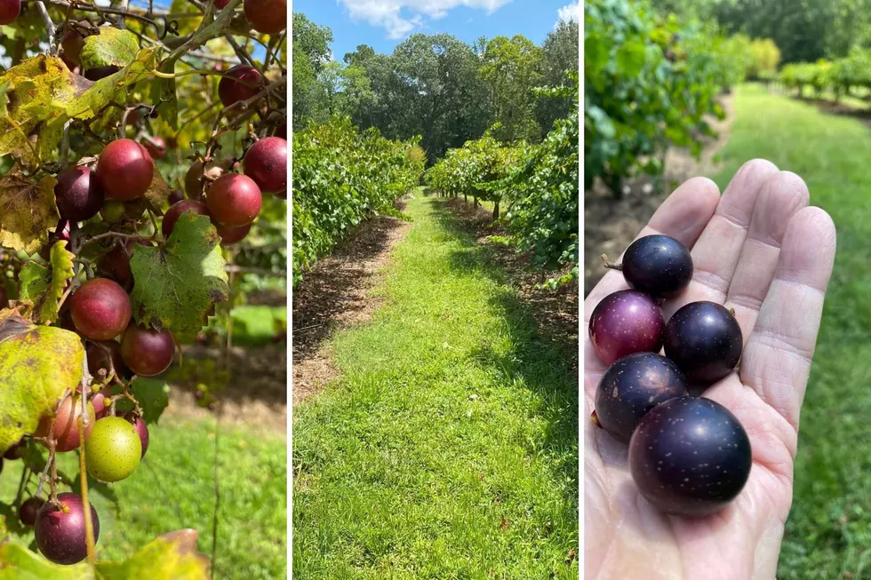 Pick Your Own Muscadine Adventure With SFA Gardens In Nacogdoches, Texas