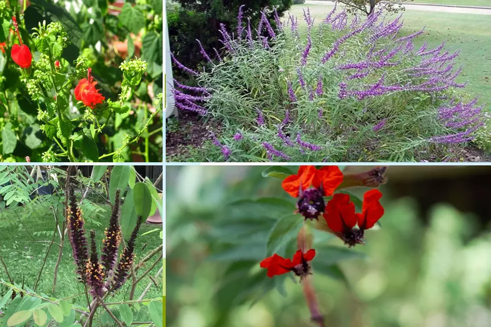 Angelina Master Gardeners Fall Native Plant Sale Coming To Lufkin, Texas