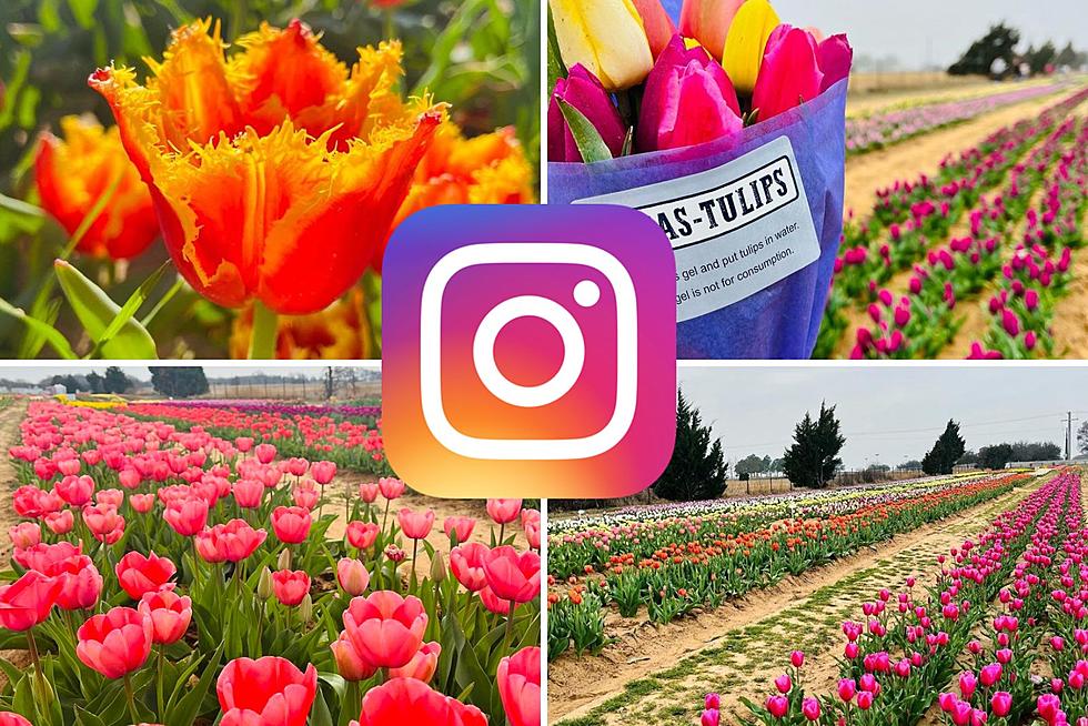 Take A Texas Day Trip And Pick Tulips Today