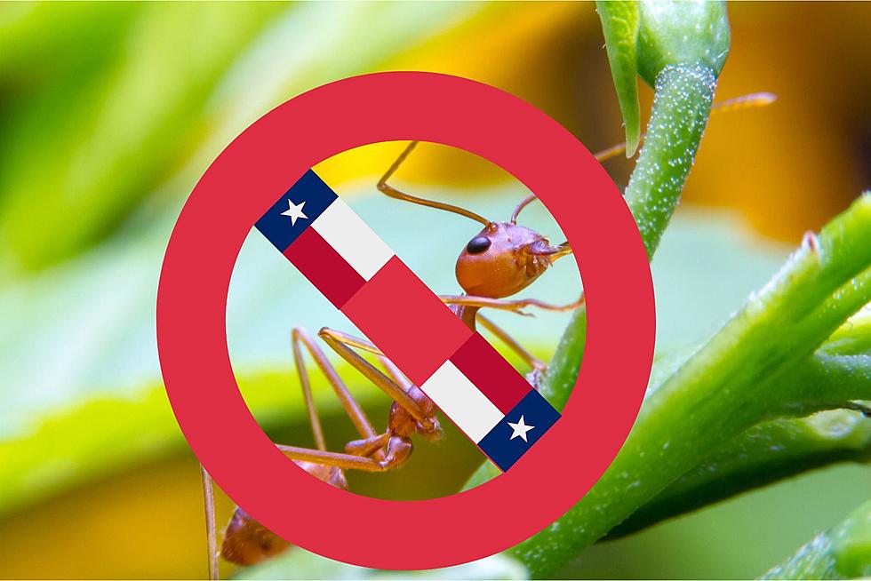 Fire Ants Are Not Native To Texas