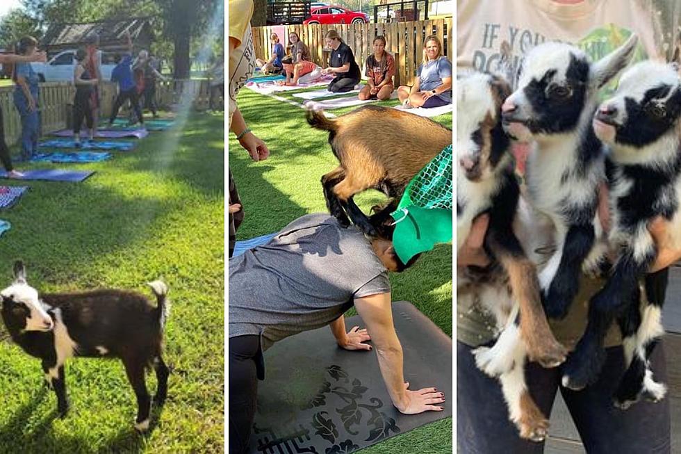 How To Make Yoga Fun With Goats In Lufkin, Texas