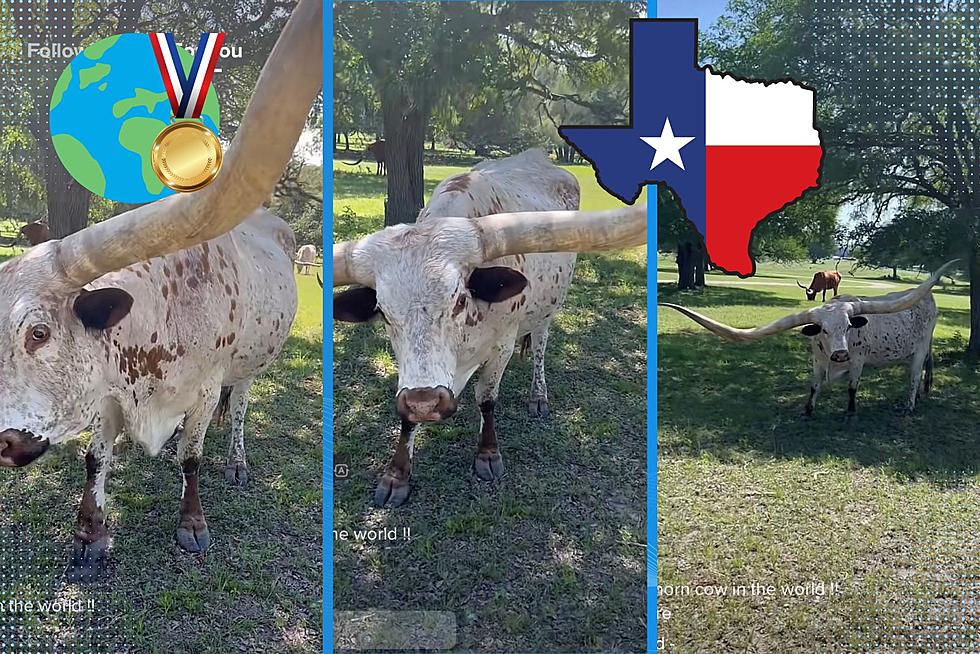 Astonishing Guinness Record Longhorn From Burnet, Texas Keeps Growing