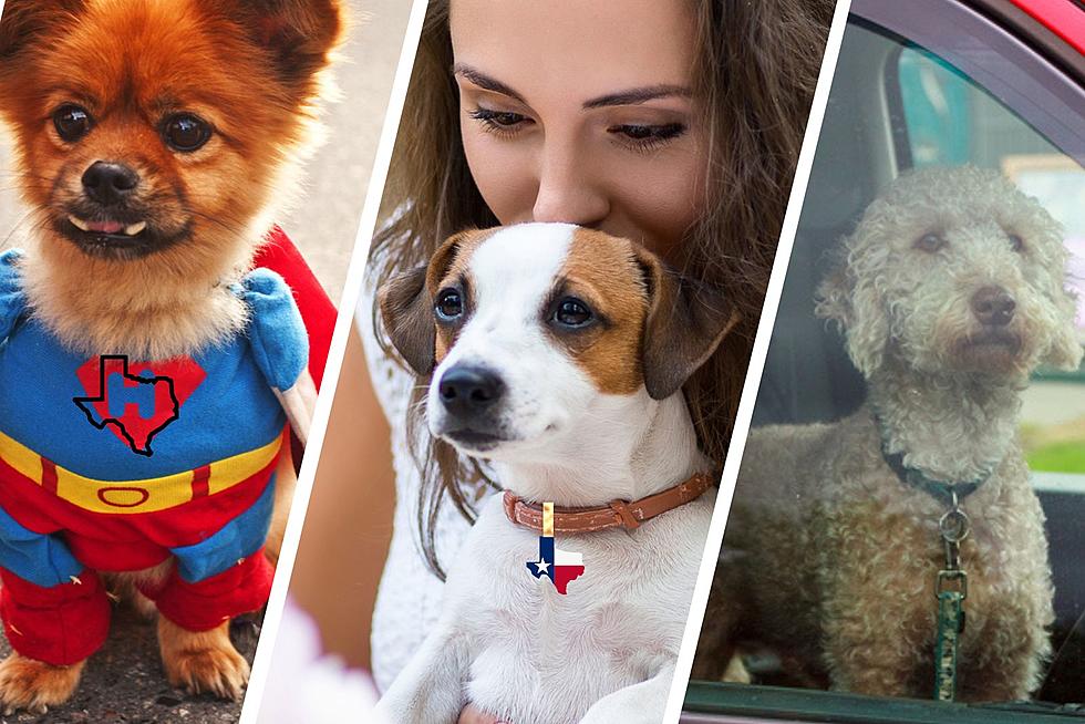 50 Amazing Texas Inspired Dog Names