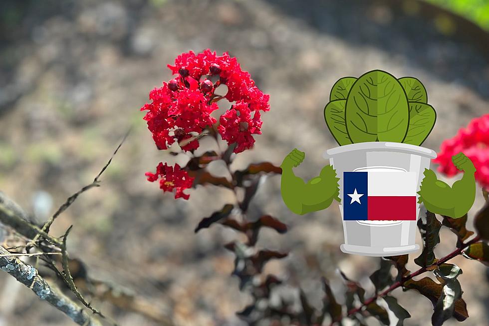 10 Hearty Plants You Might Actually Keep Alive In Texas