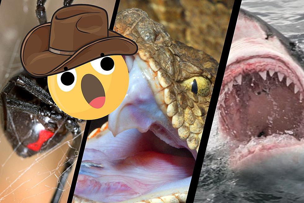 Deadliest Animals In Texas Will Make You Scream