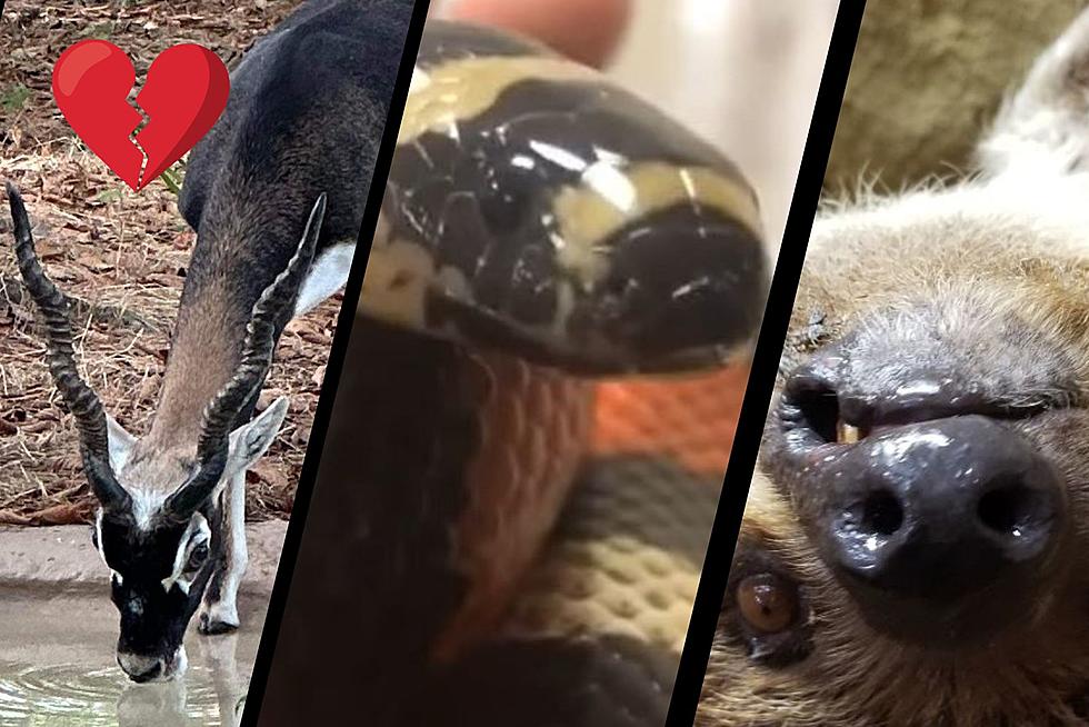 3 Animals Died At Ellen Trout Zoo In Lufkin This August