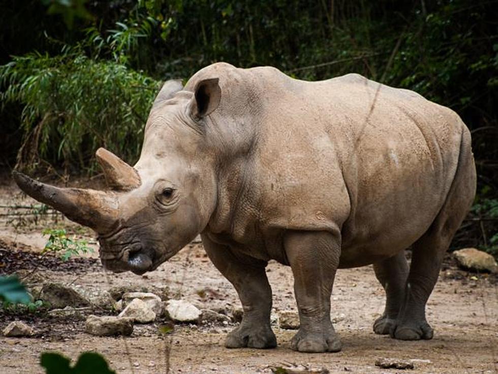 Paddy, Ellen Trout’s White Rhino Died Wednesday In Lufkin, Texas