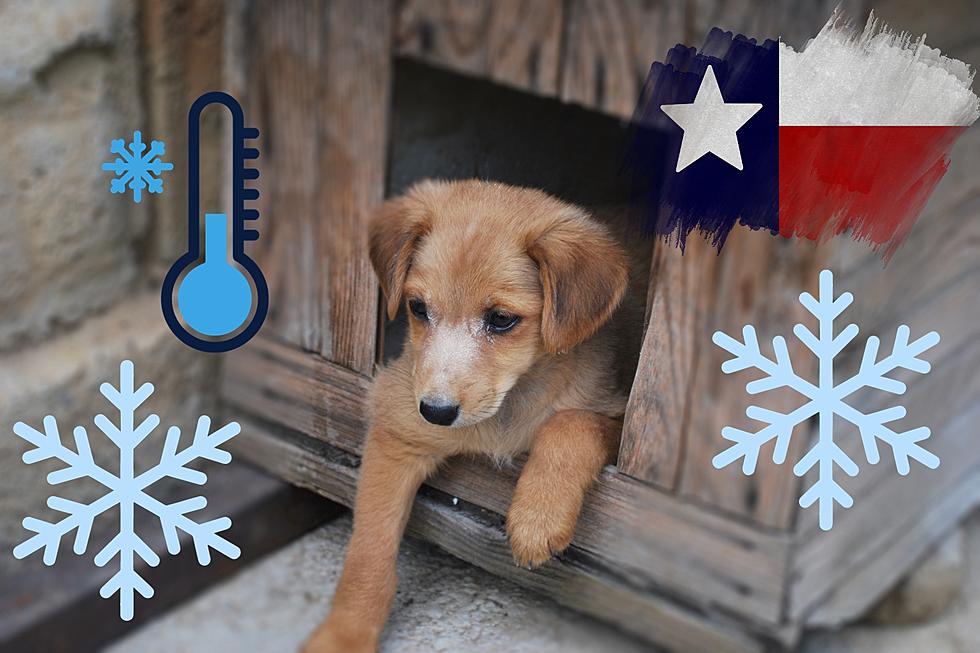 Protect Your Texas Pet From Dangerous Freezing Temperatures