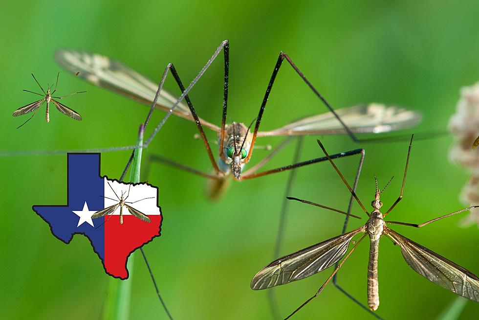 How To Fix Your Mosquito Hawk Texas Takeover