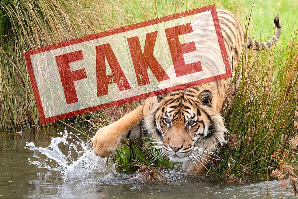 Calling All Tiger Kings &#8211; Lake Livingston Tiger A Hoax