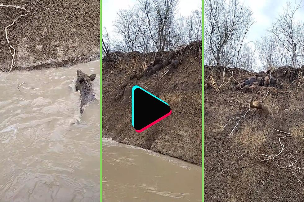 Feral Hogs Put On A Show Near Dallas, Texas On Trinity River