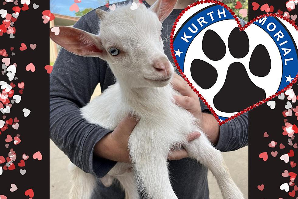 Adorable Lost Pygmy Goat Steals Hearts In Lufkin