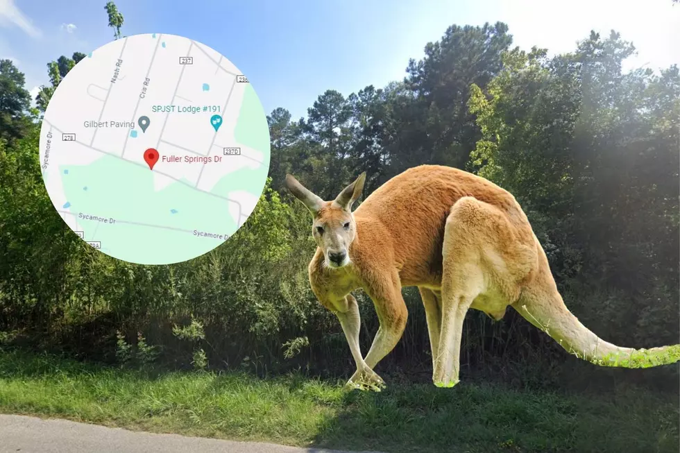 Kangaroo Goes On Walkabout In Lufkin, Texas