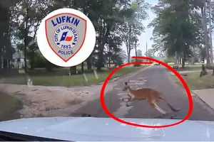 Dashcam Video: Kangaroo Leads Police Around Texas Neighborhood