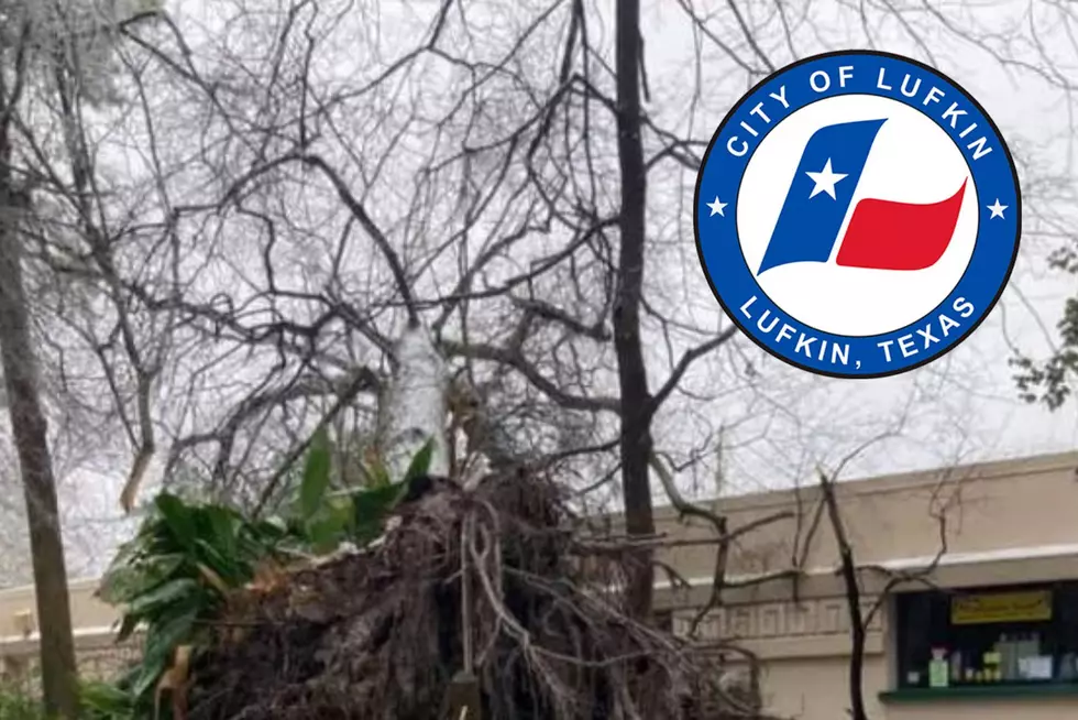 Fallen Tree Forces Ellen Trout Zoo In Lufkin To Close For Day