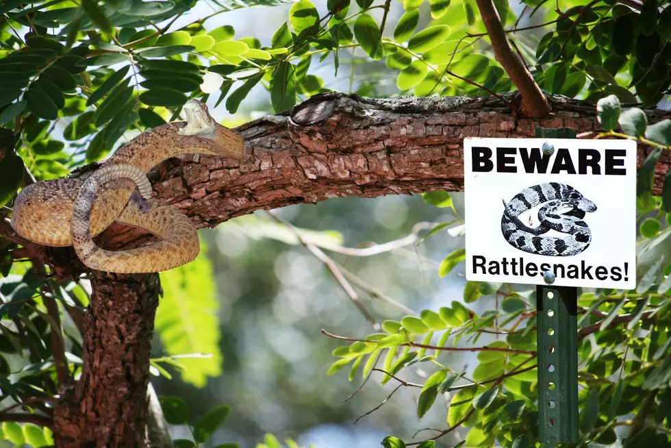 Venomous Snakes Found In Texas Can Climb Trees