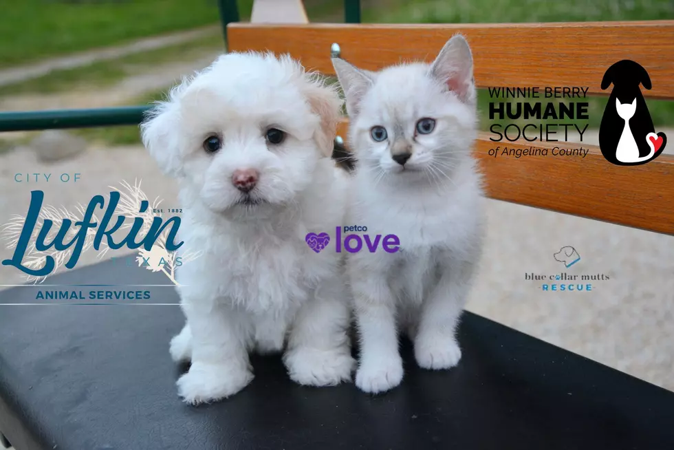 Two Events In Lufkin This Weekend For Free Pet Vaccines