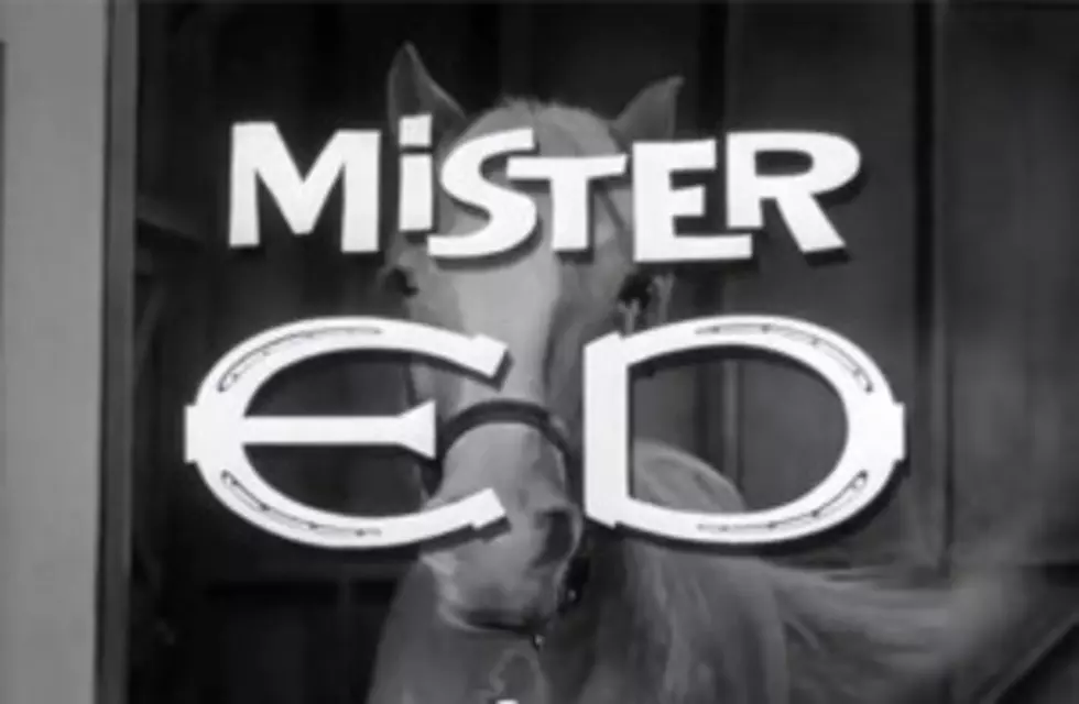 &#8216;Mister Ed&#8217; to Become Big-Screen Movie Adaptation [VIDEO]