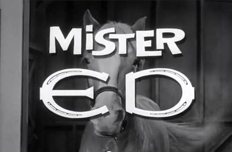 ‘Mister Ed’ to Become Big-Screen Movie Adaptation [VIDEO]