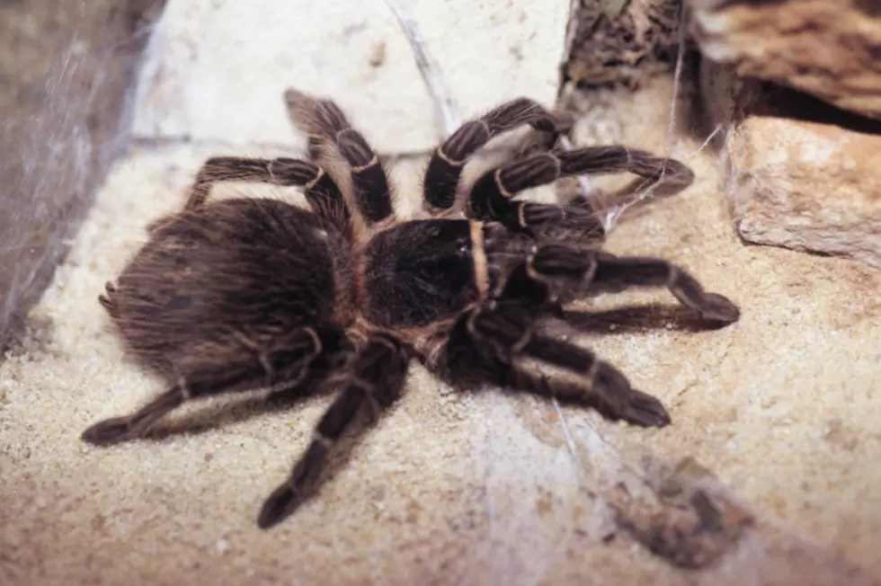 You&#8217;ll Never Guess What Unwanted Guests These Texas Homeowners Found [VIDEO]
