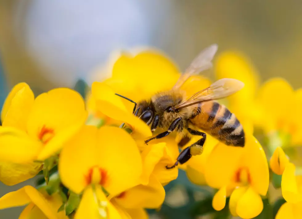 The People at Cheerios Are Bringing Back The Bees…Literally