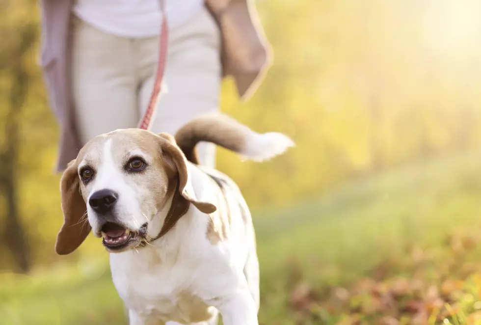 The Dog Flu Hits Texas