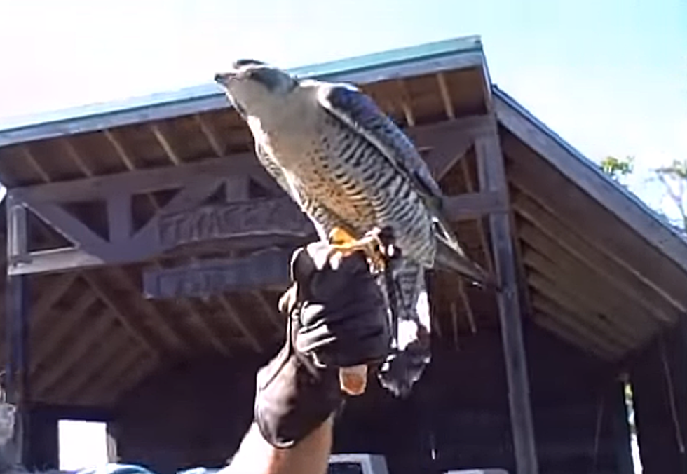 Birds of Prey Come to Lake Livingston State Park