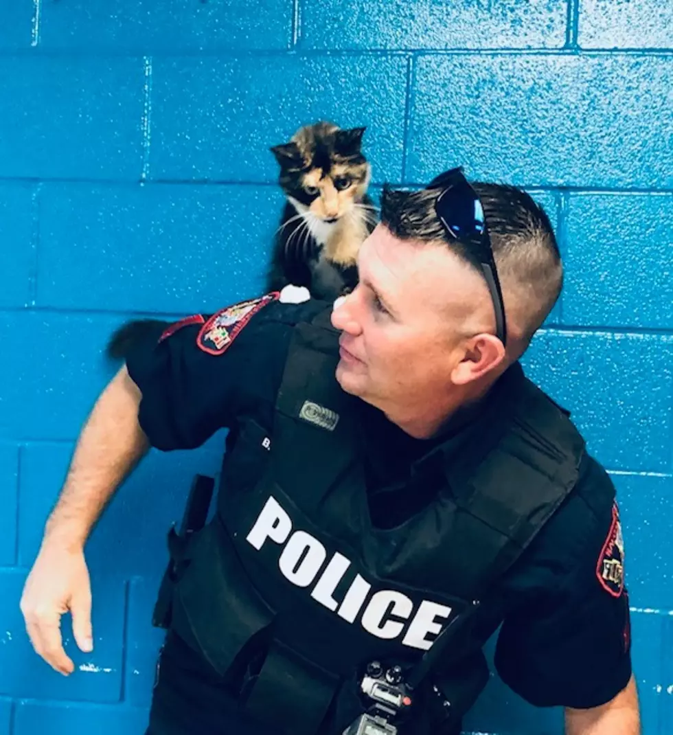 Meet Duchess, The Newest Nacogdoches PD Pet Of The Week!