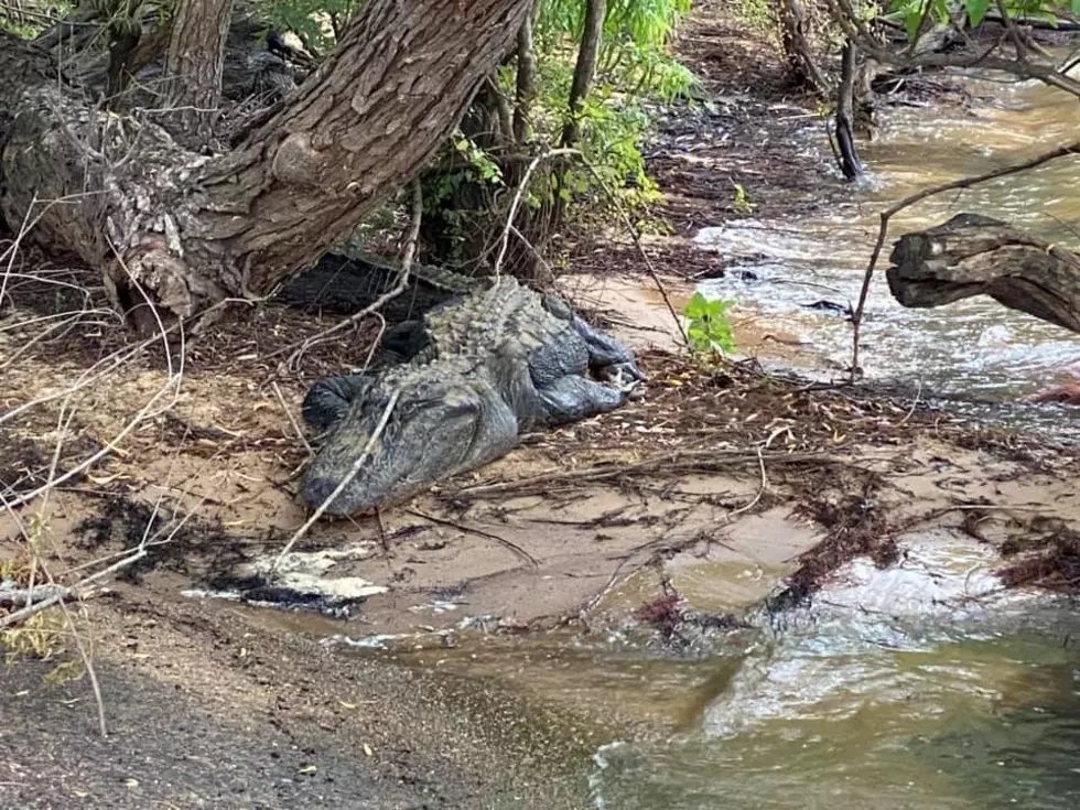 Monster Alligator Spotted At Sam Rayburn Boat Ramp! [PHOTOS]