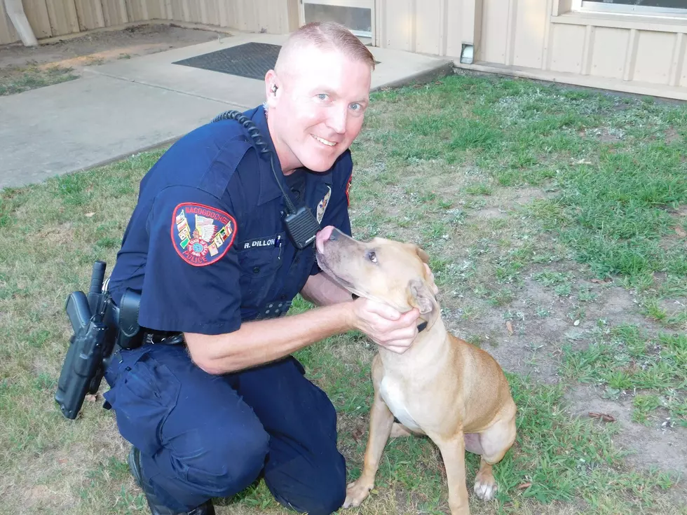 New Nacogdoches Police Department Pet of the Week &#8211; Meet Rocko!