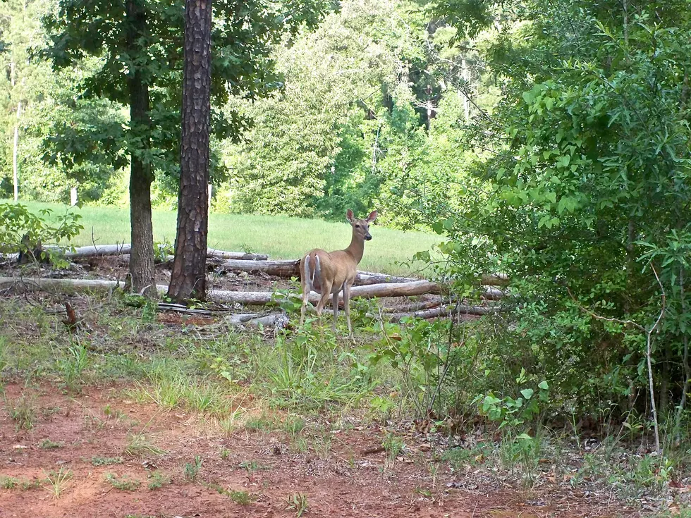 What Would You Tell People They HAVE To Do In East Texas?