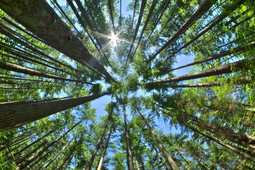 Free Trees: Tyler, TX Giving Away 2,000 Seedlings For New Trees