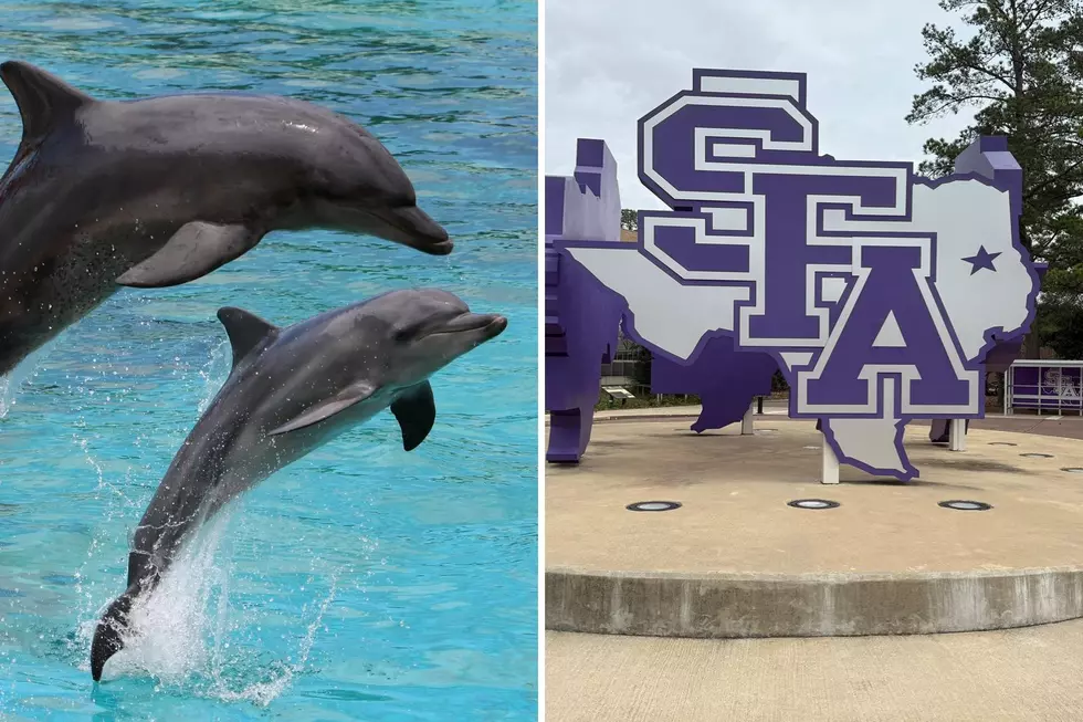 SFA’s Latest Off-Campus Project Involves Drones and Dolphins in Galveston