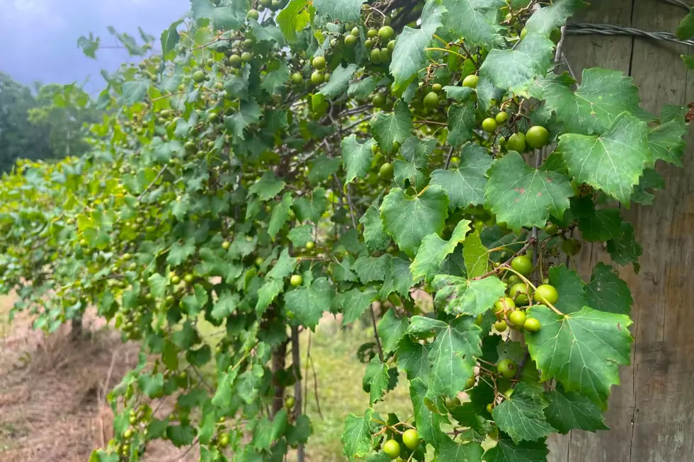 SFA Gardens Opens Muscadine Vineyard for Picking on August 28th
