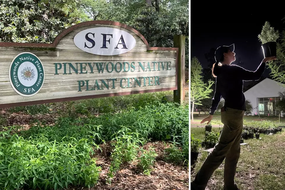 SFA Gardens Announces Official Date for 2026 Fall Plant Sale