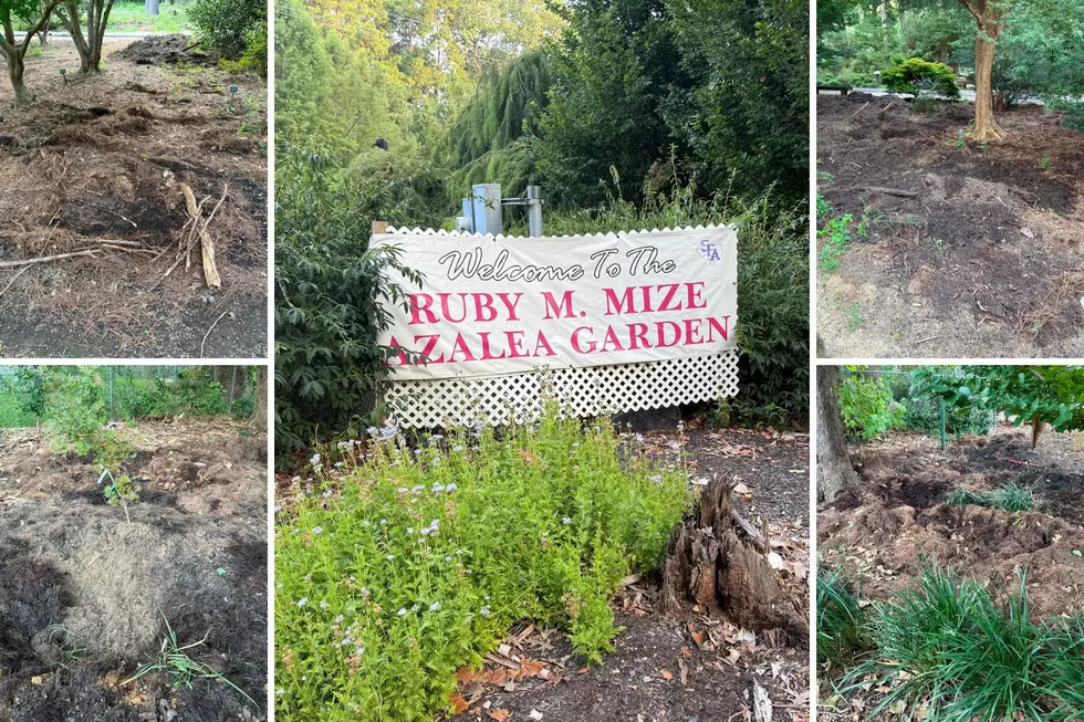 Wild Hogs Are Tearing Up SFA Gardens In Nacogdoches