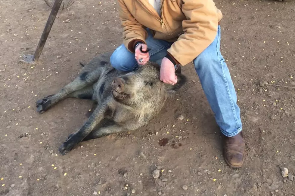 Public Land vs. Private Land: Navigating Deep East Texas Hog Hunting Regulations