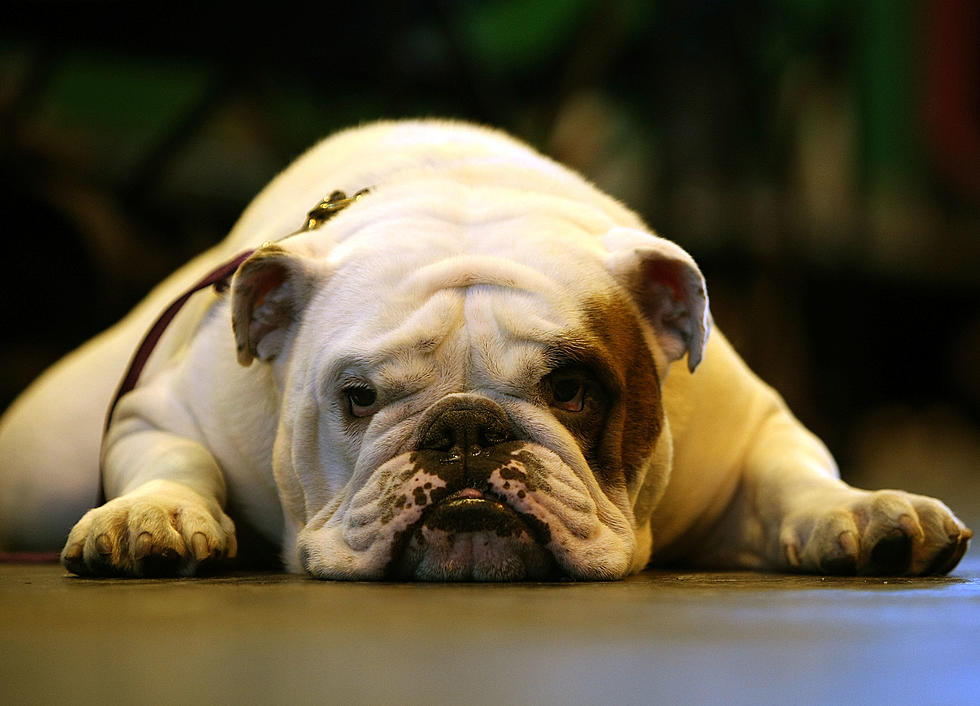 Corrigan Dog Wins Best of Breed at Westminster Dog Show