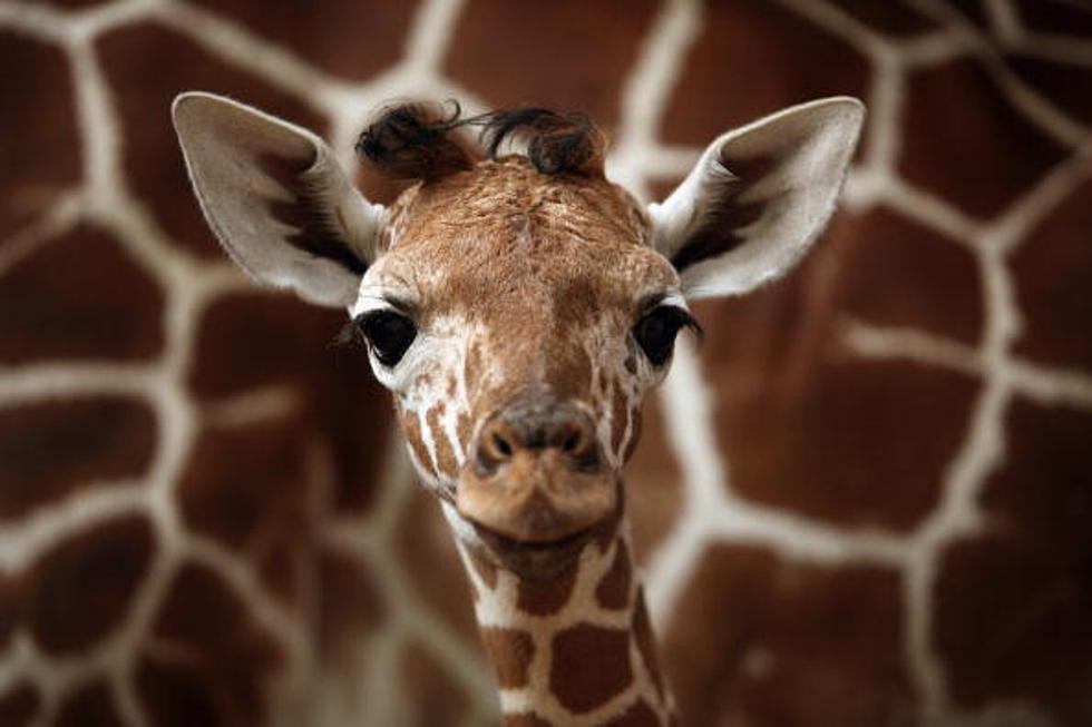 Young Giraffe Dies at Lufkin Zoo