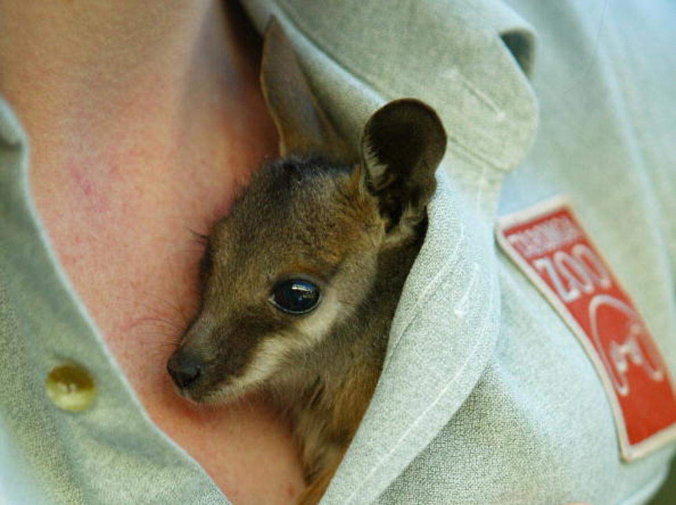 New Attraction at Lufkin Zoo: a Baby Wallaby