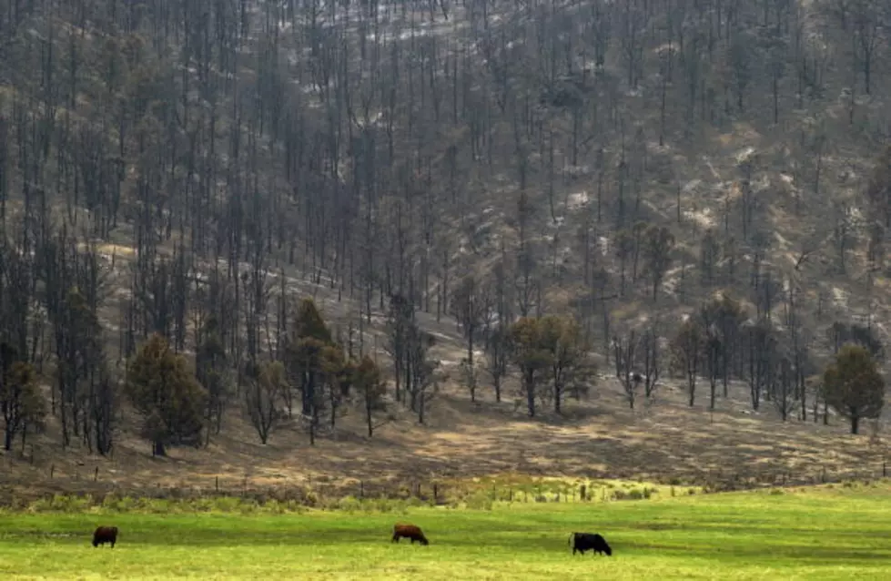 Forest Service Shows Landowners How to Restore Burned Land