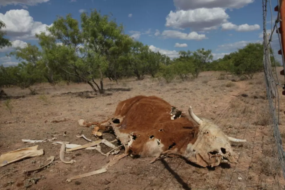 Drought Forcing Ranchers to Trim Herds