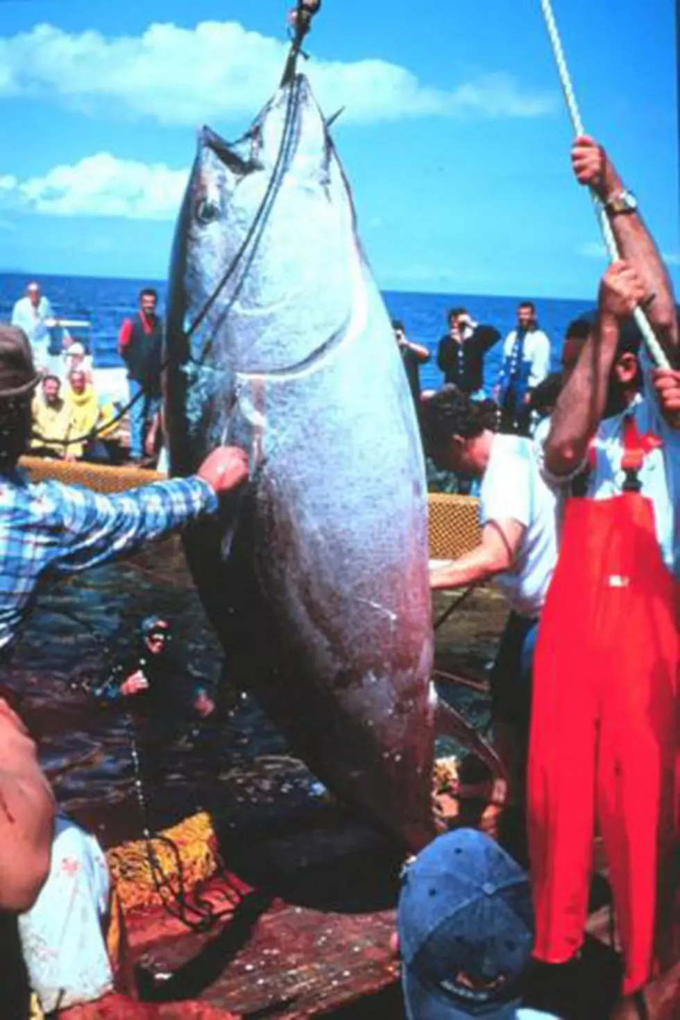 Feds Confiscate 900 Pound Blue Fin Tuna