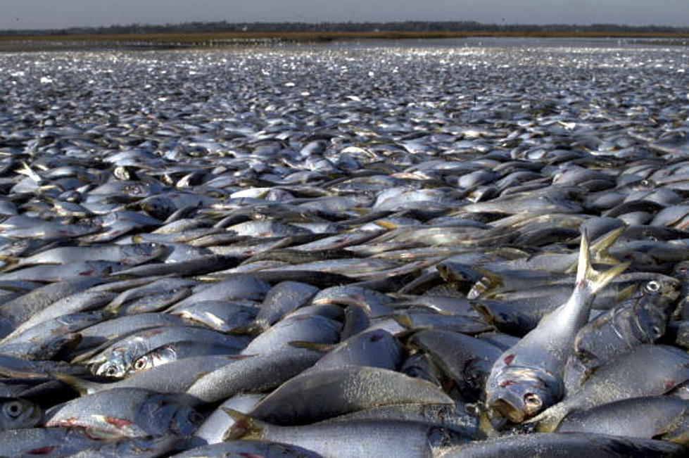 Red Tide Causes Big Fish Kill in the Gulf